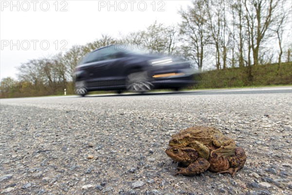 Common toad