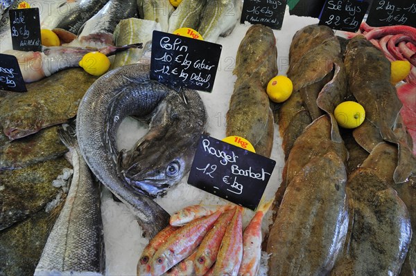 Fresh fish and seafood on display at fish market in the port of Le Treport