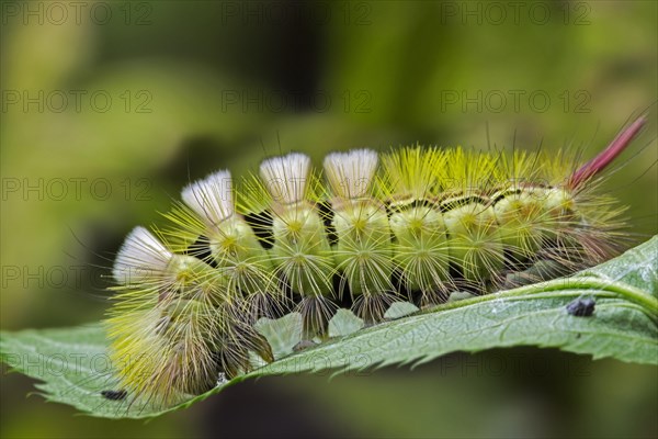 Pale tussock