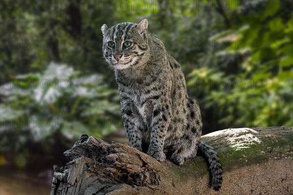 Fishing cat