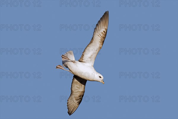 Northern fulmar