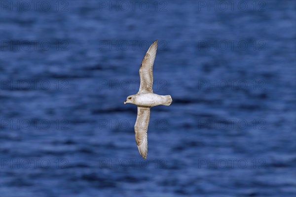 Northern fulmar