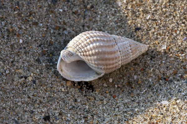 Netted dog whelk