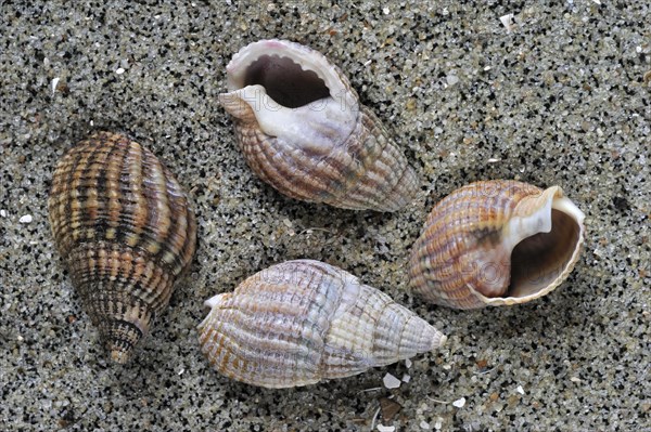 Netted dog whelk