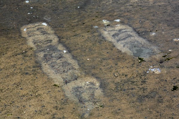 Traces by gulls in shallow water on mudflat from foot-paddling to whirl up small animals lying in the mud like mollusks
