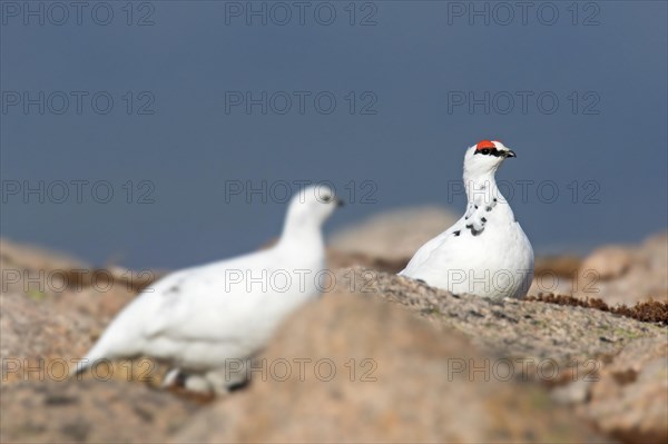 Rock ptarmigan