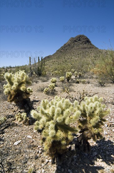 Teddybear Cholla