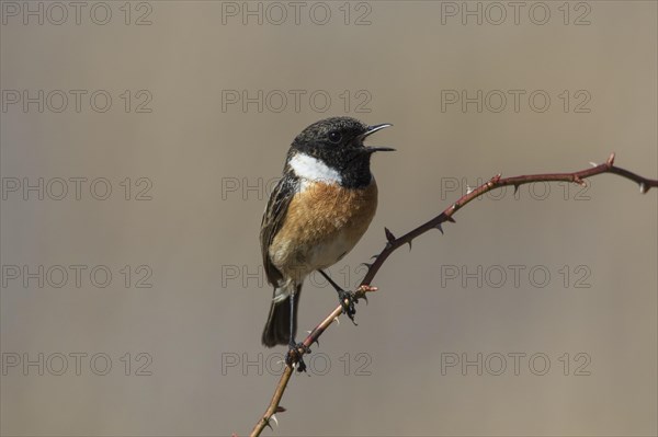 European stonechat