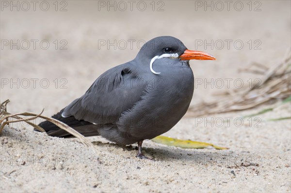 Inca tern