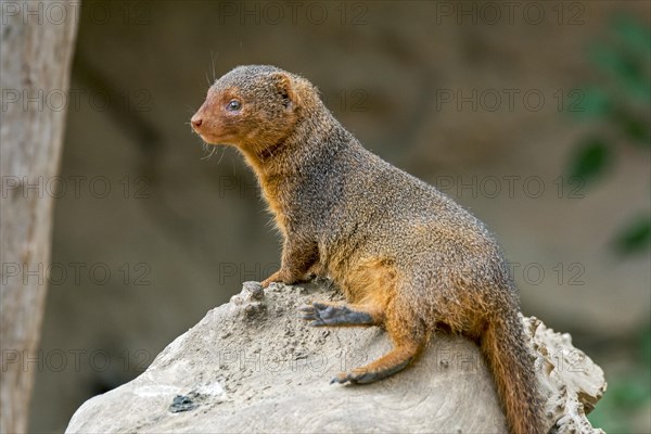 Captive common dwarf mongoose