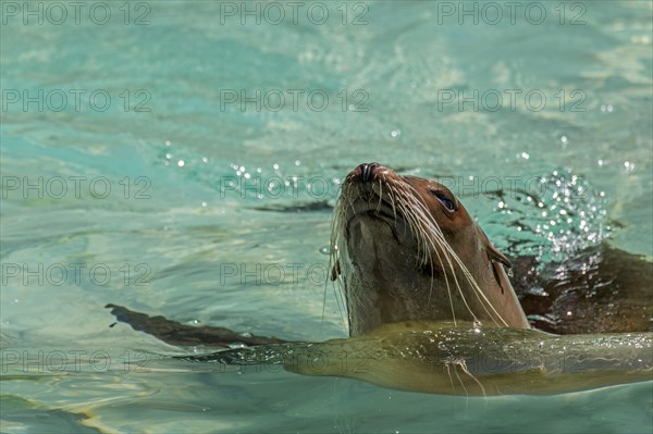 California sea lion