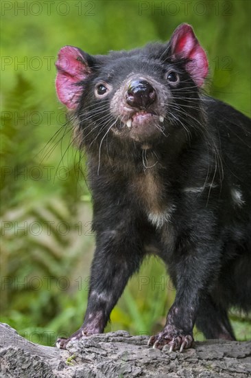 Tasmanian devil