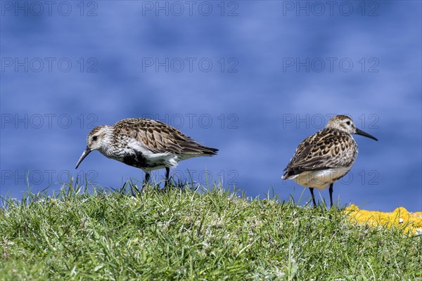 Dunlin