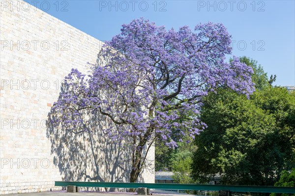 Jacaranda mimosifolia trees in flower