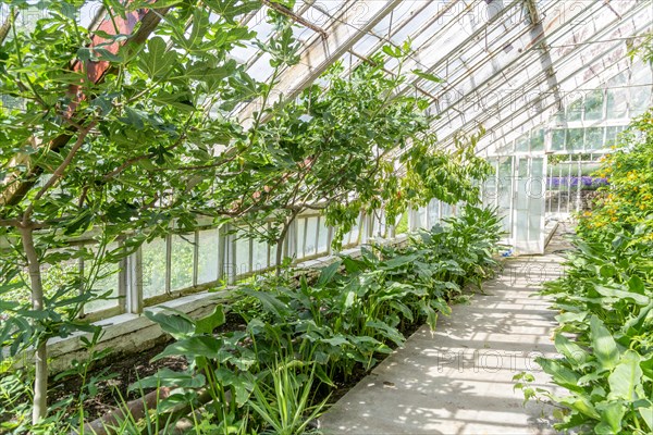 Plants growing inside greenhouse