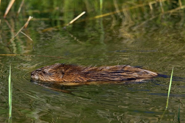 Muskrat