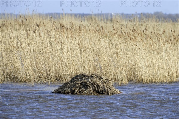 Muskrat