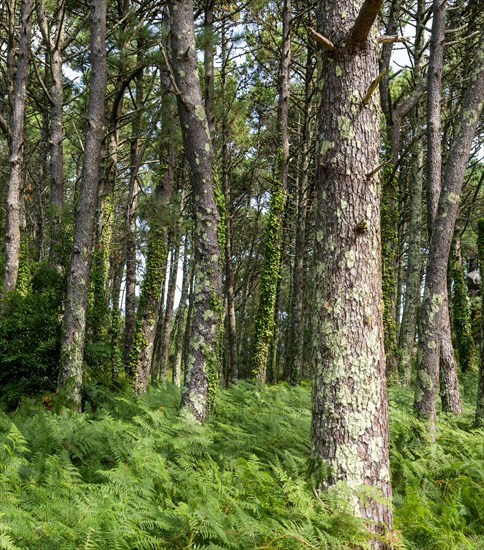 Deciduous woodland trees