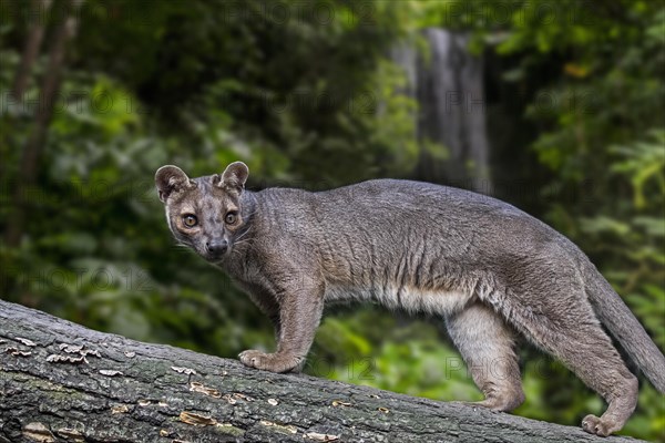 Fossa