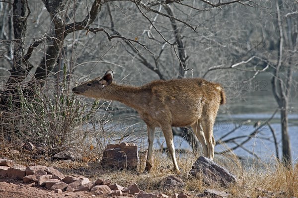 Sambar deer