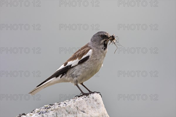 White-winged snowfinch