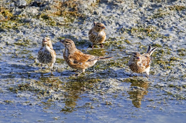 Flock of young common linnet