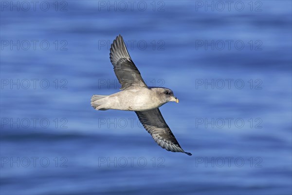 Northern fulmar