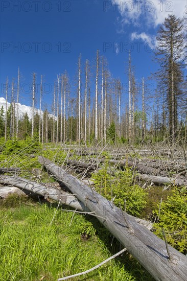 Dead spruce trees