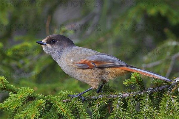 Siberian Jay