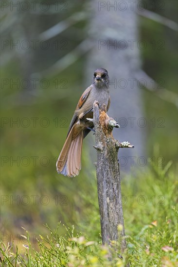 Siberian jay