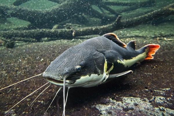 Redtail catfish