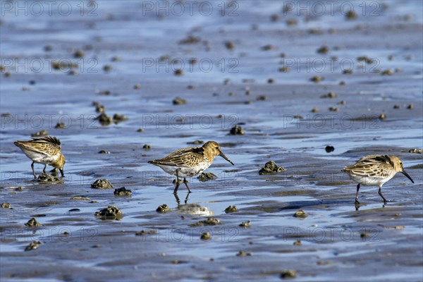 Dunlin