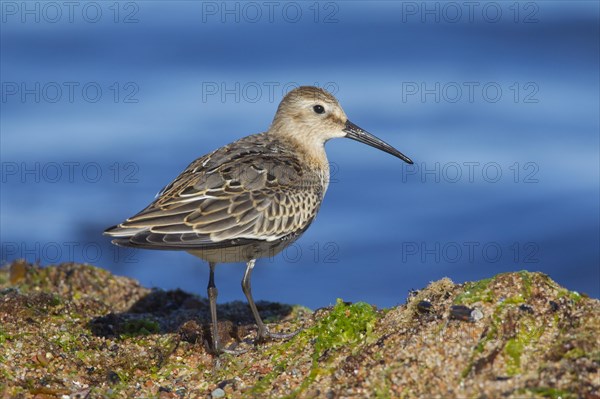 Dunlin