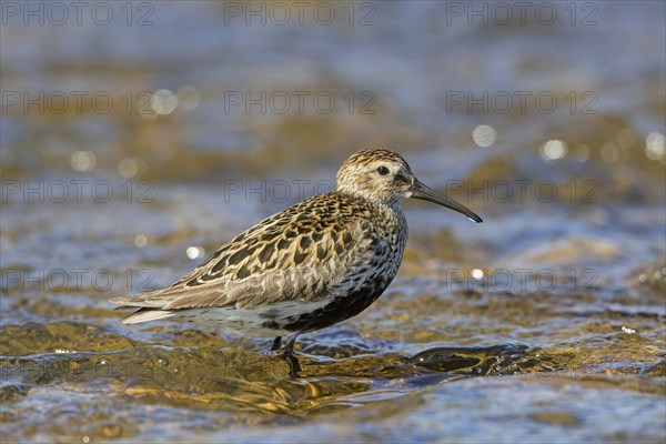 Dunlin