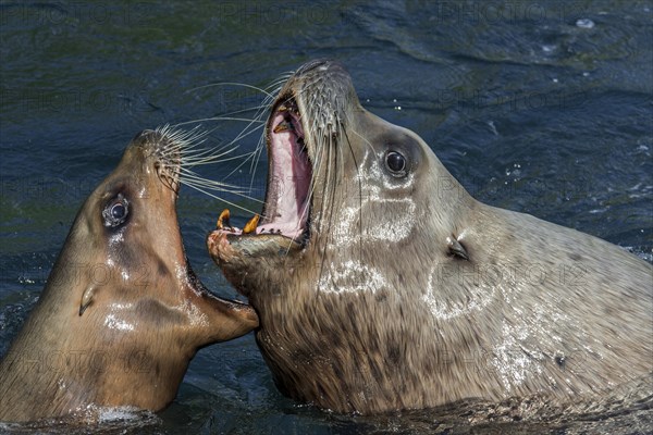 Steller sea lion