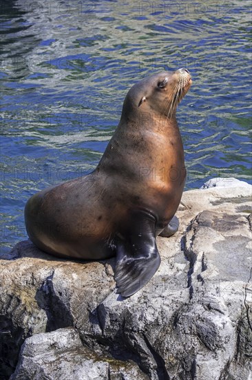 Steller sea lion