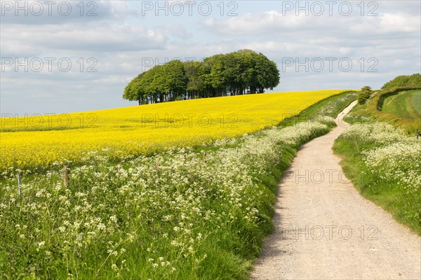 The Ridgeway ancient prehistoric routeway passing across chalk countryside near Hackpen Hill