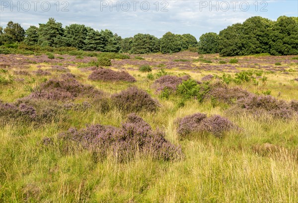 Common heather or ling