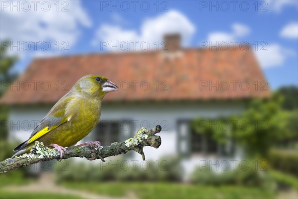 European greenfinch