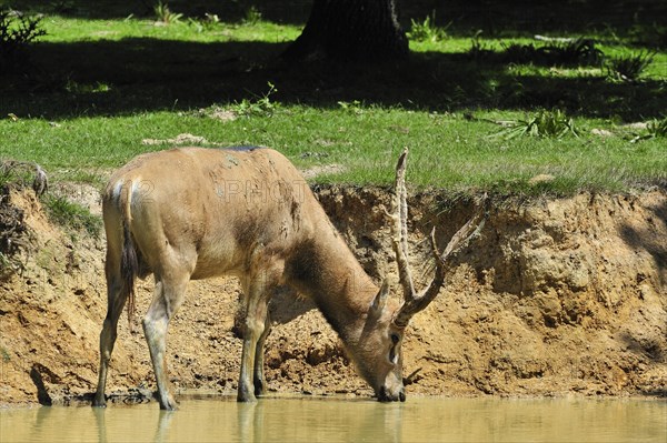 Pere David's deer