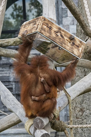 Sumatran orangutan