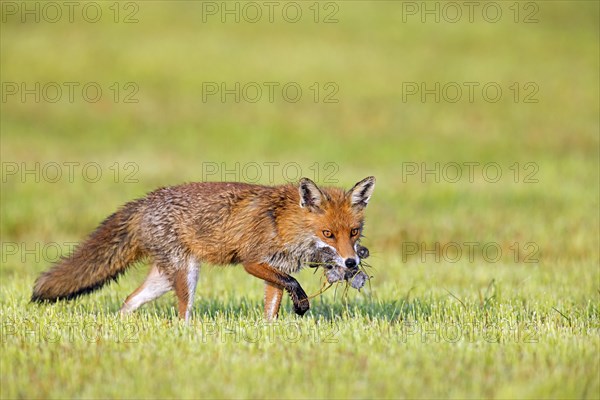 Red fox