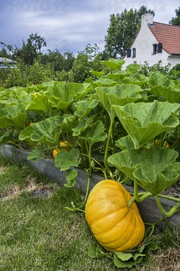 Cultivated pumpkin