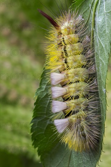 Pale tussock