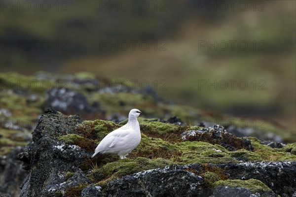 Rock ptarmigan