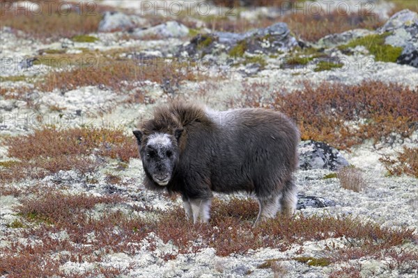 Muskox