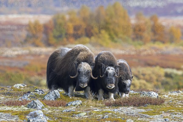 Muskox