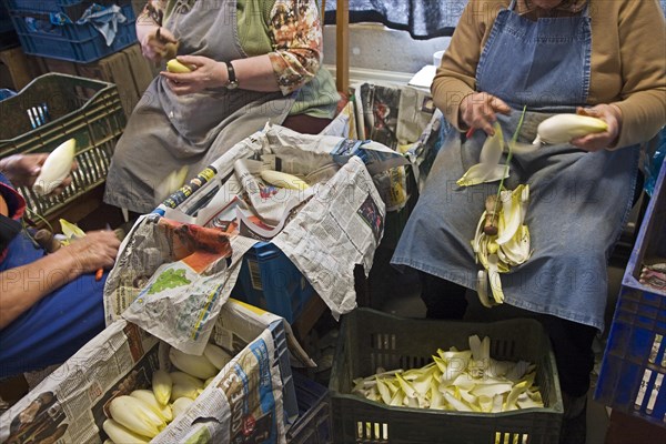 Female workers cleaning Belgian endive