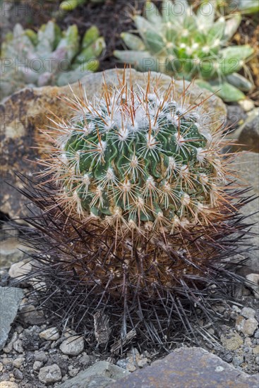 Brain cactus