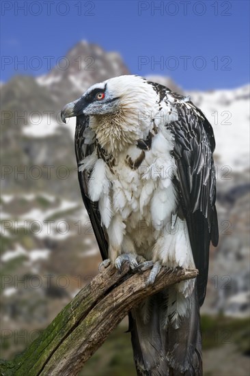 Bearded vulture